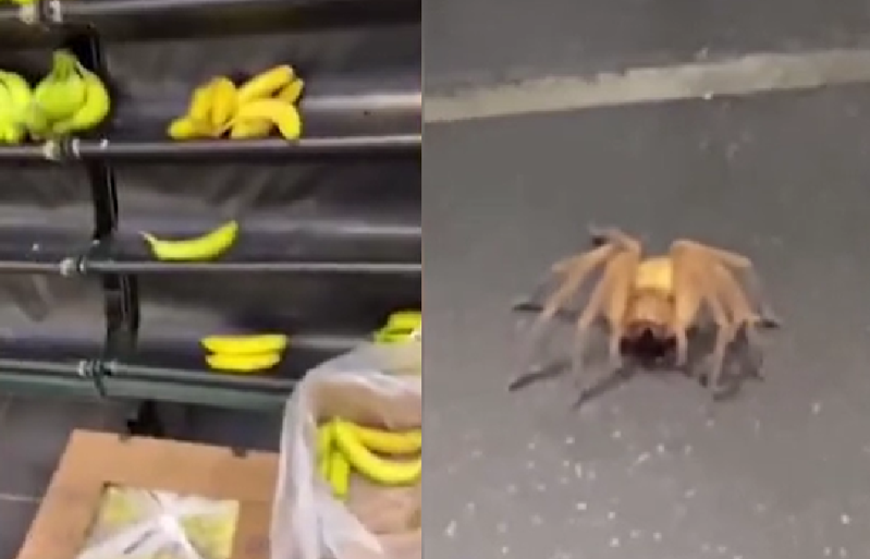 超市香蕉區驚見世上最毒的巴西流浪蜘蛛。圖擷自每日郵報