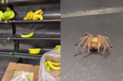超市香蕉藏劇毒蜘蛛 眼尖網友驚呼：被咬到恐勃起數小時