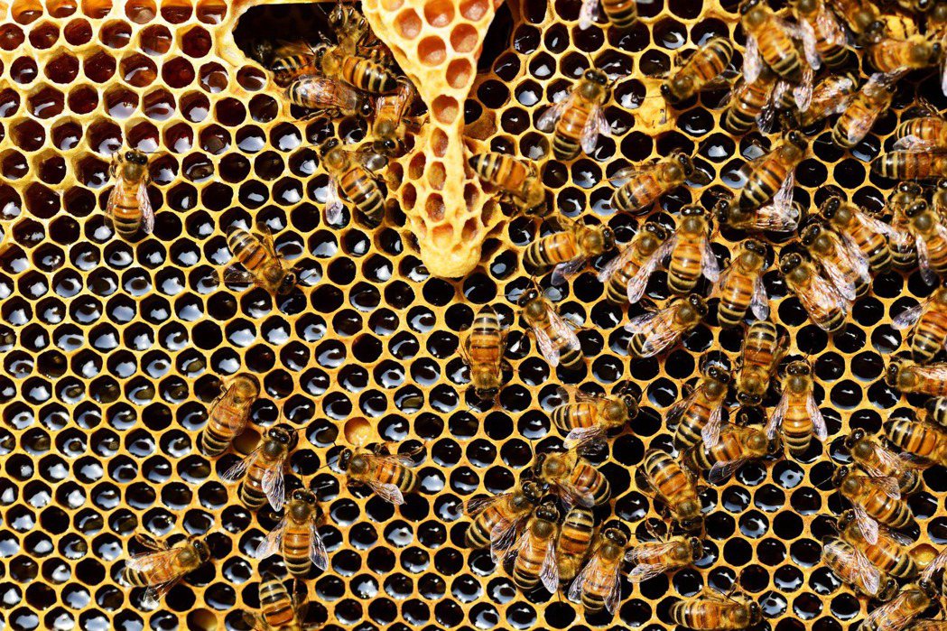 在西歐國家的養蜂人表示說，從過去的10到15年之中，蜜蜂和授粉動物群體逐漸減少。...