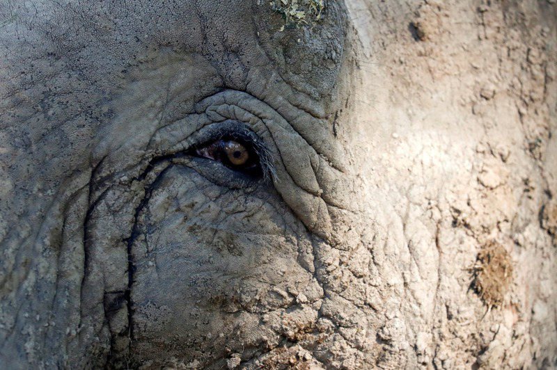 從阿根廷移居巴西的亞洲象「瑪拉」，曾有讓訓練師致死的紀錄，但保育人士認為牠缺乏安全感，渴求互動。路透