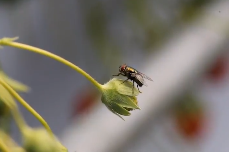 日本新創公司幾年前開始研究把這些在無菌裝置養殖的絲光綠蠅用於農業，推廣「乾淨的」授粉用BeeFly。圖／取自日本經濟新聞影片