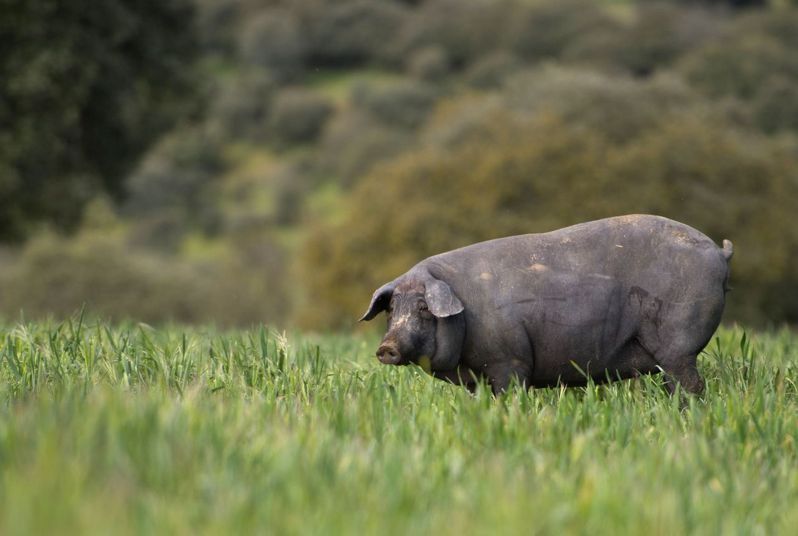 伊比利黑蹄豬在橡樹林中自然放養，吃野生的橡果，喝有礦物成分的水。法新社