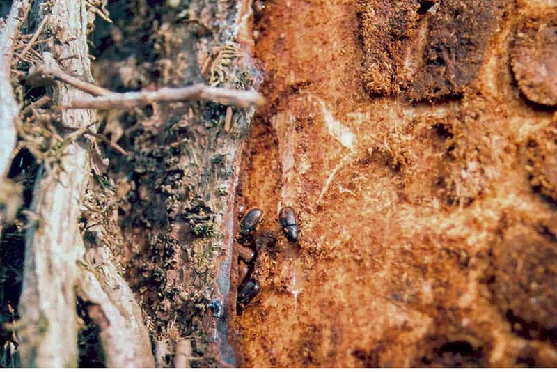 雲杉樹皮甲蟲正在啃食樹皮。圖／取自英國森林委員會