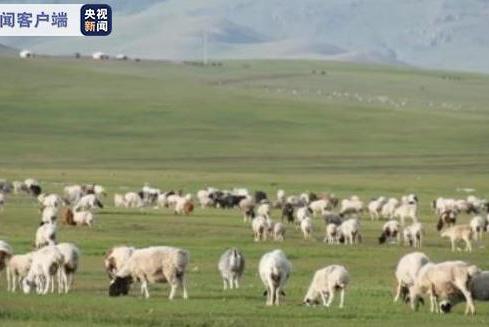 蒙古國2月底訪問北京，送給大陸國家主席習近平3萬隻羊。圖／取自央視新聞