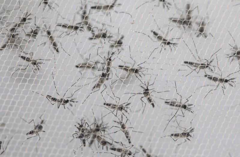 基改埃及斑蚊的雌性後代活不久。美聯社