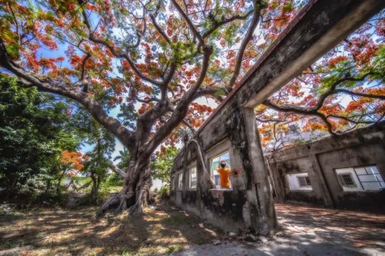 蔡宗武在湖內警分局附近拍攝百年鳳凰木美景，廢棄的「柑仔蜜會社」已成為季節性爆紅景...