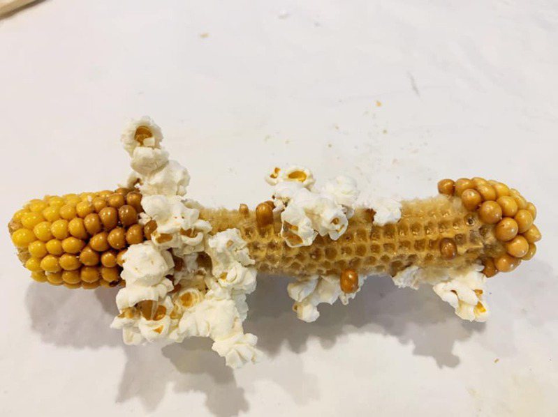 網友將玉米拿去微波爐加熱，沒想到真的變成爆米花。圖擷自facebook