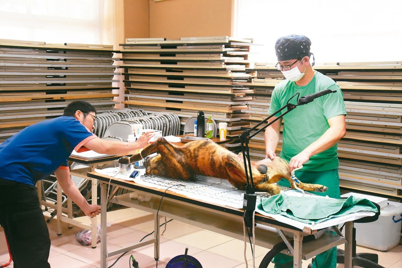 彰化縣政府今年擴大辦理流浪犬貓TNVR，由獸醫師為流浪犬執行絕育。圖／聯合報系資料照片