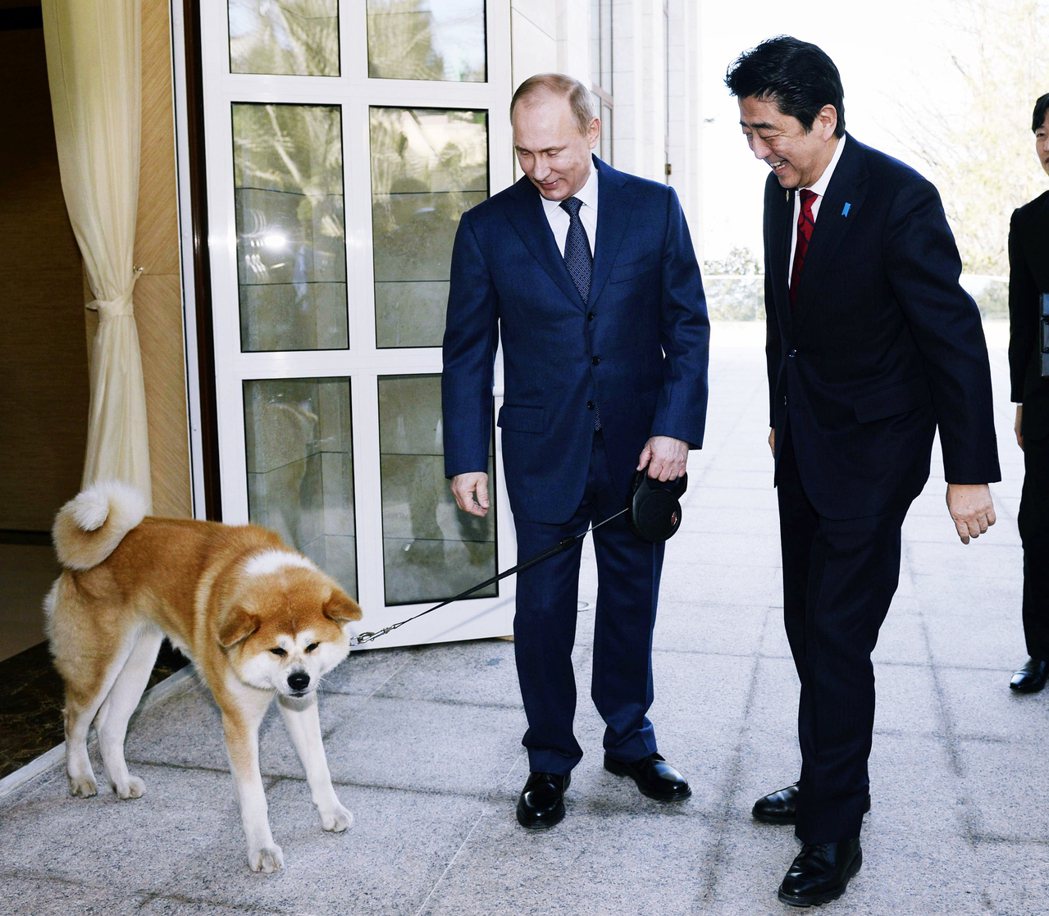 圖為2012年安倍晉三訪問俄羅斯，普丁帶著日本贈送給他的秋田犬「Yume」（日文...