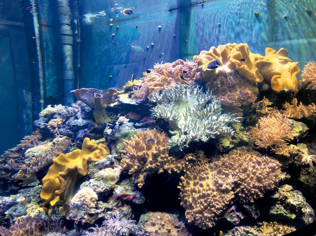 珊瑚王國館的軟珊瑚缸。 圖／奧秘海洋提供