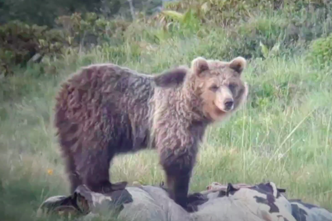義大利編號M49的野生棕熊因為擁有高超逃脫技巧，被外界暱稱為惡魔島電影中的主角。圖／翻攝自World Teach YouTube