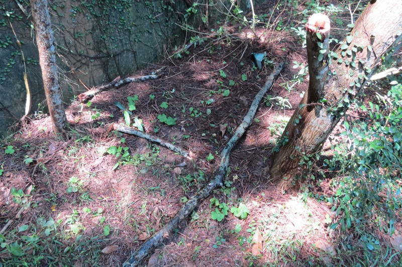 2013年4月間，一具男屍被發現在新竹市東區青草湖畔環湖道路旁，男屍離地6公尺高，地面、數木都無攀爬痕跡，鑑識人員透過附近一棵木麻黃的斷裂樹支，查出物理性接合的證據，排除外力介入可能。圖／讀者提供