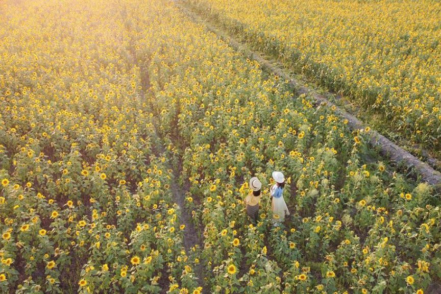 燦爛金黃花毯盛開至10月 全台 向日葵花海top10 景點推薦 旅遊 聯合新聞網
