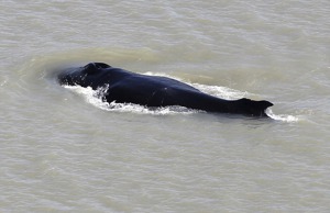 一隻座頭鯨受困東鱷魚河的上游，若擱淺恐淪為鱷魚的大餐。美聯社