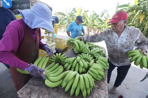 今年由於氣候穩定造成南部香蕉盛產價格崩跌，收購不敷成本，農糧署從上周起以一公斤五元左右價格向農民收購青蕉，農民苦悶寫在臉上。記者劉學聖／攝影