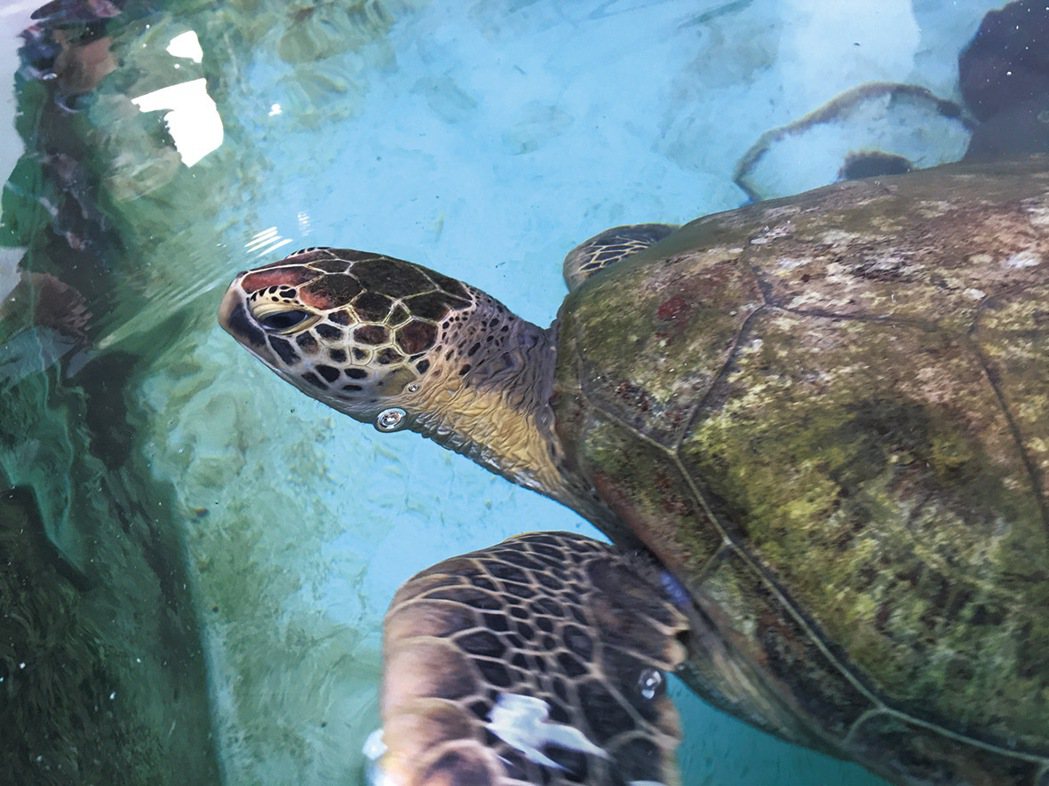 海生館救援的海龜。 圖／雷思瑜攝影