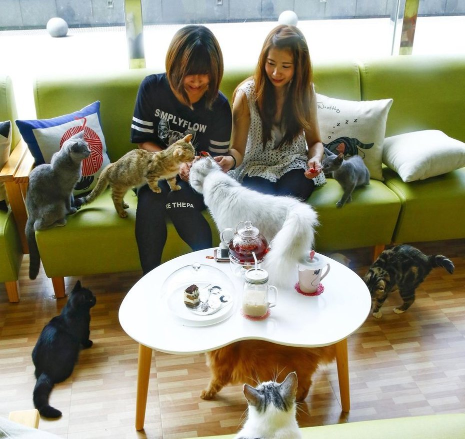 中和環球購物中心推出百貨獨家的「貓樂貓咖啡」。圖／摘自貓樂貓咖啡粉絲團