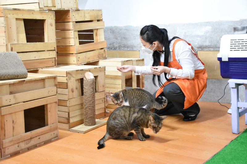 台北市士林高商認養10隻流浪貓，校內動保社打造「浪漫喵屋」，有高低起伏的跳台，讓貓咪住得開心。圖／取自「台北市教育局」臉書