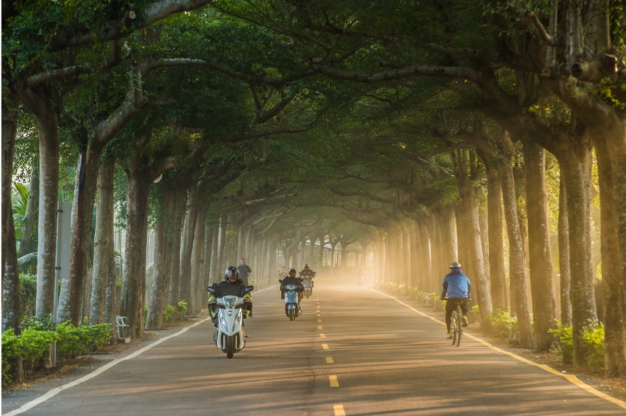 屏東潮州泗林綠色隧道早晨斜射光季節限定美景，每年一月與七月清晨日出才有的金黃斜射...