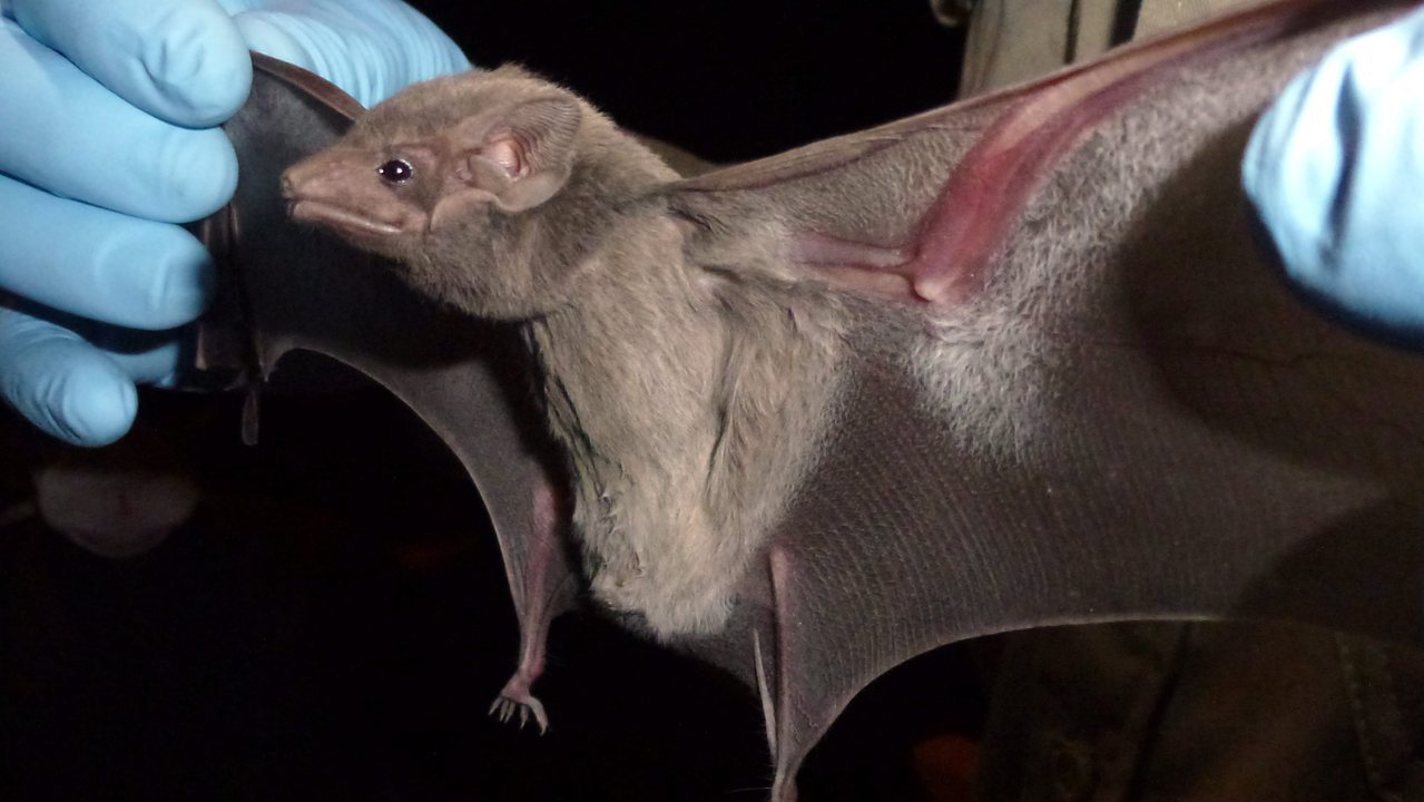 蝙蝠被懷疑是這次爆發新型冠狀病毒的元凶。美聯社