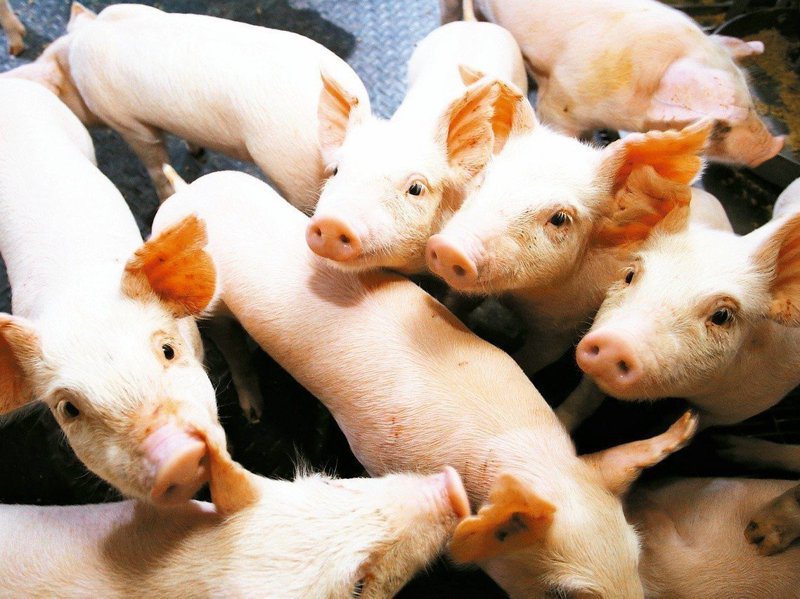 萊克多巴胺美豬明年元月進口，政府承諾會嚴加把關食安問題。圖／聯合報系資料照片