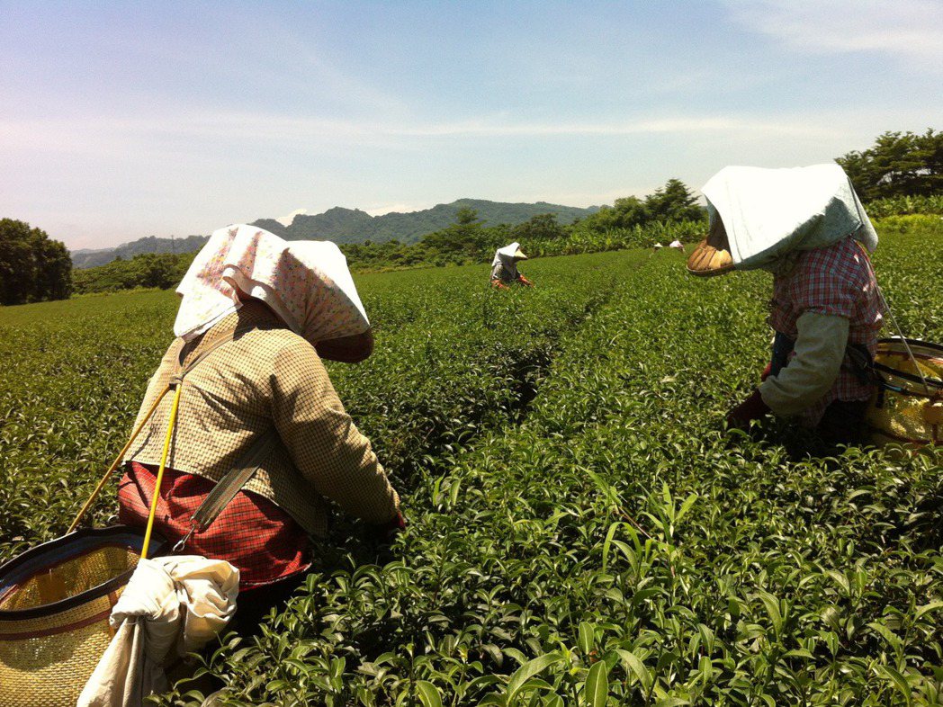 在台東鹿野林旺茶廠學習採茶的過程。 圖／風尚旅行提供