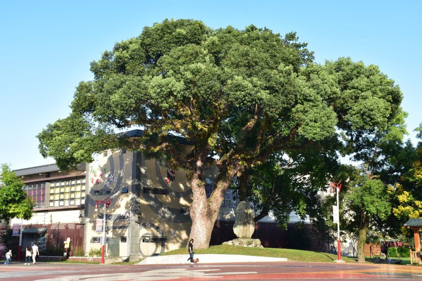 好客藝術村有一棵200年老樟樹，現由花蓮縣政府列管保護。 圖／王思慧 攝影