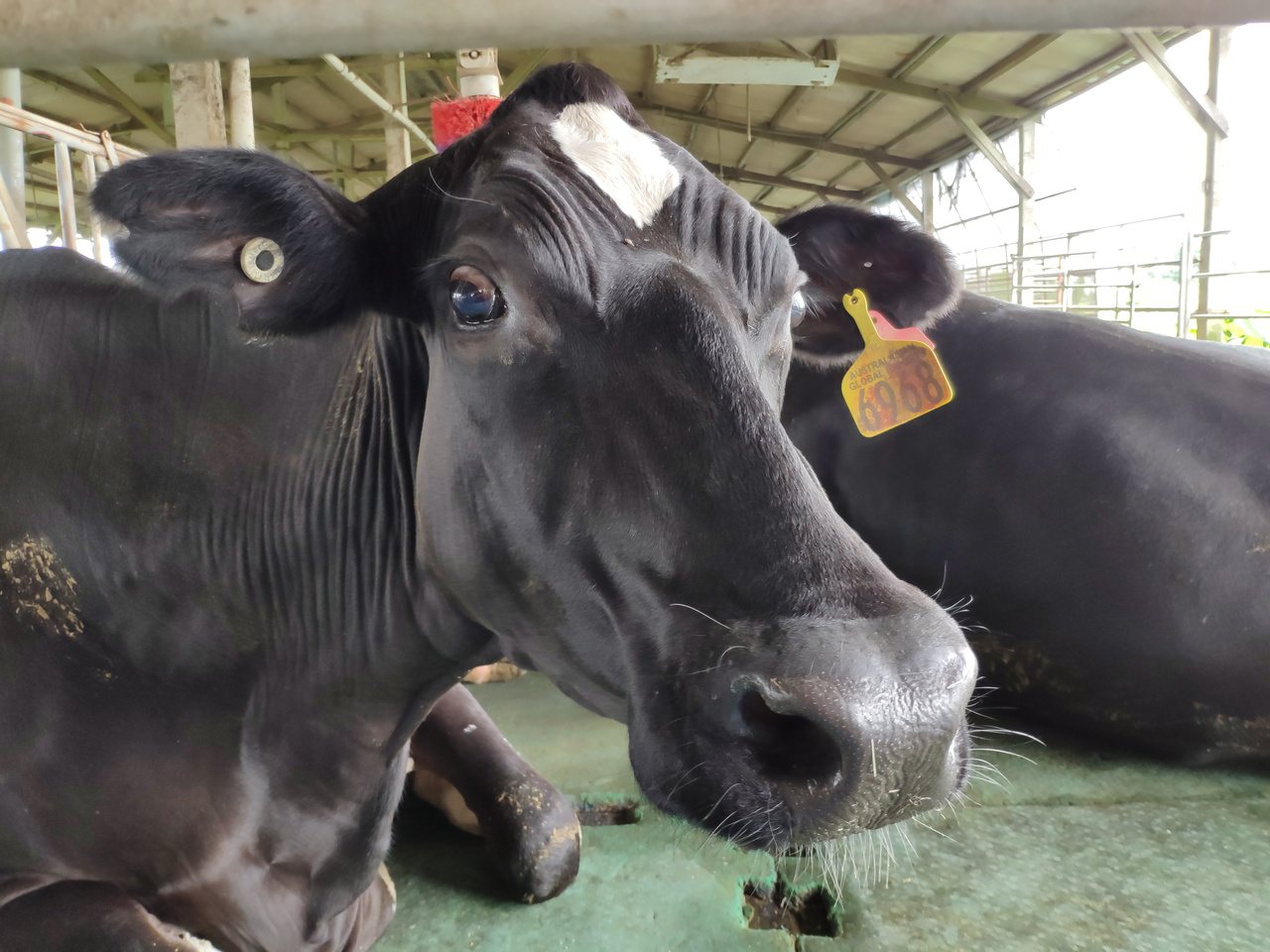 李美珠的牛舍乳牛健康，產乳量大幅提升，帶來豐碩收入。 圖／謝進盛 攝影