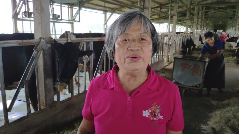 曾任農委會畜產試驗所研究員李美珠，在台南柳營養牛，上演「博士養牛」傳奇。 圖／謝...
