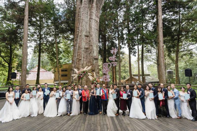 15對新人今天在阿里山神木下舉行婚禮。圖／阿管處提供