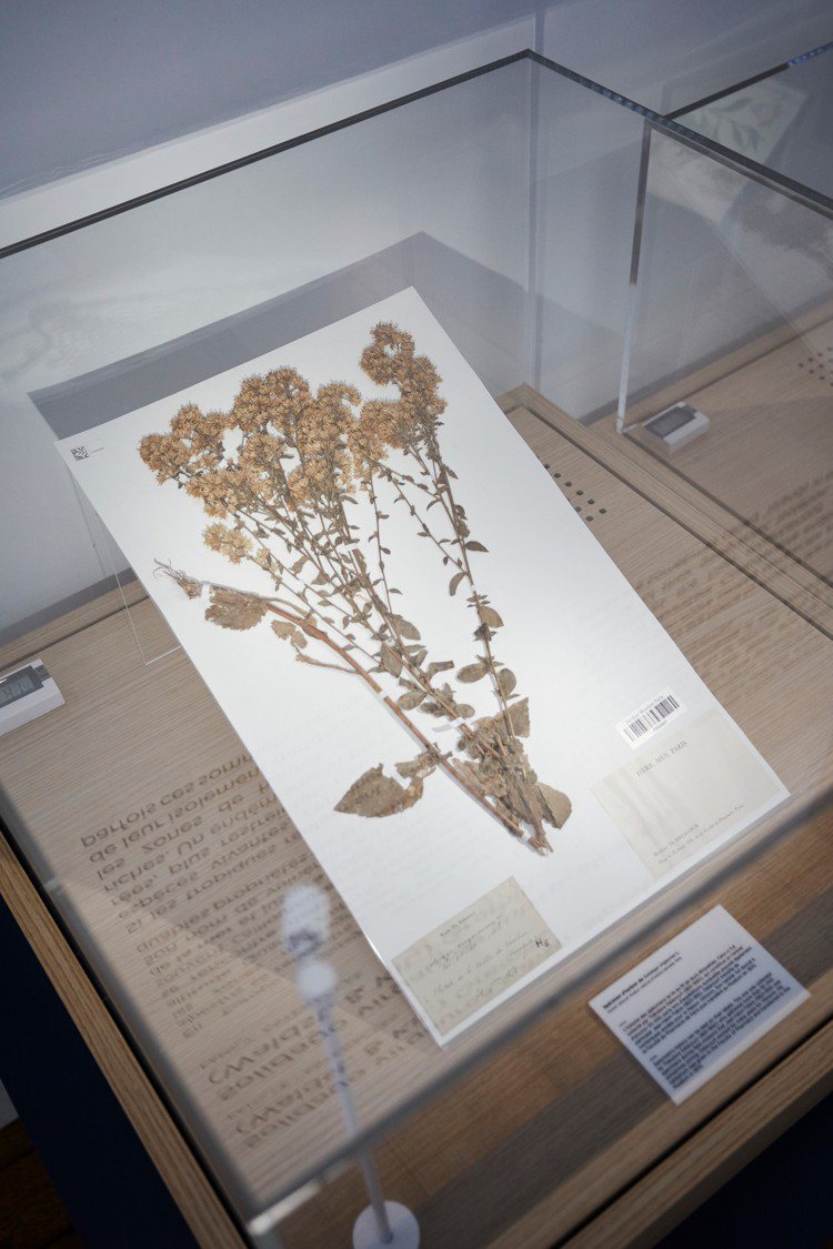 在「耕植美麗」展覽中，香奈兒展出多款植物標本，並講述其栽種、採收到萃取的過程。圖...