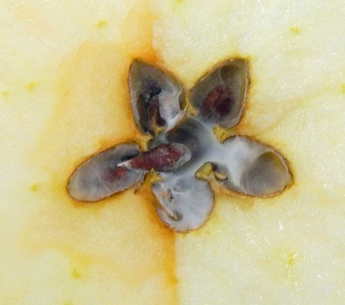 有霉心病的蘋果，切開來會呈現白色絲狀物。 圖片提供／食力