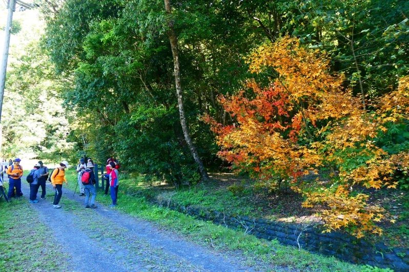 奧萬大國家森林公園內綠葉開始變妝轉色，預估11月中旬至12月底是最佳賞楓期。 圖...