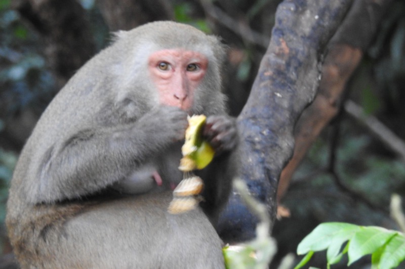 根據特有生物保育中心多年調查，全台猴群無顯著增減，人猴衝突頻傳，歸咎於愛餵食的人類。圖／讀者提供