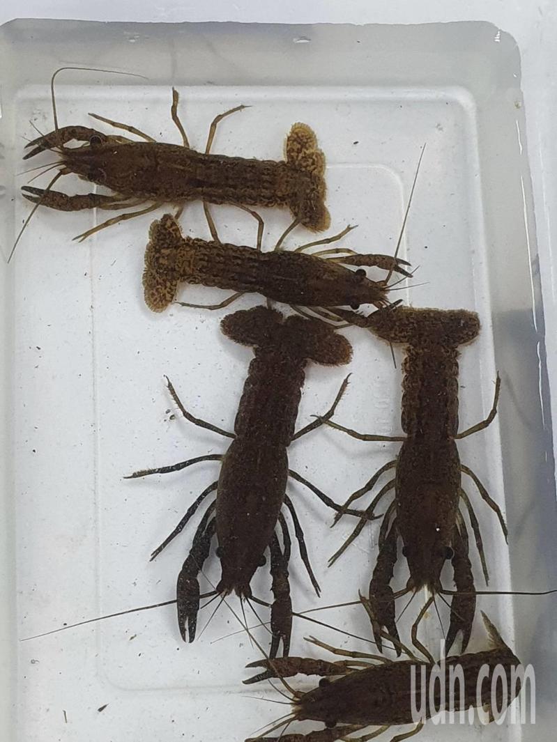 台北市大安森林公園近來發現外來種大理石紋螯蝦入侵生態池。記者楊正海／攝影