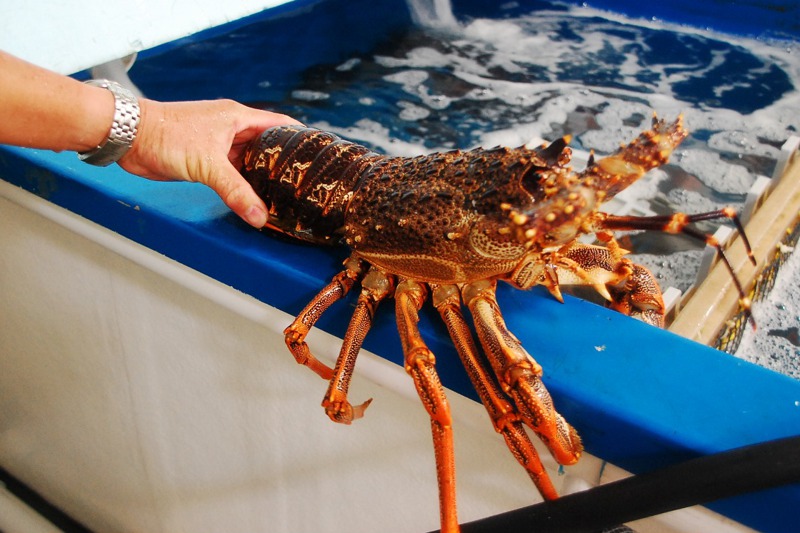 中國大陸最近以「食安把關」為名讓大批澳洲活龍蝦待在中國海關等死。圖／聯合報系資料照片