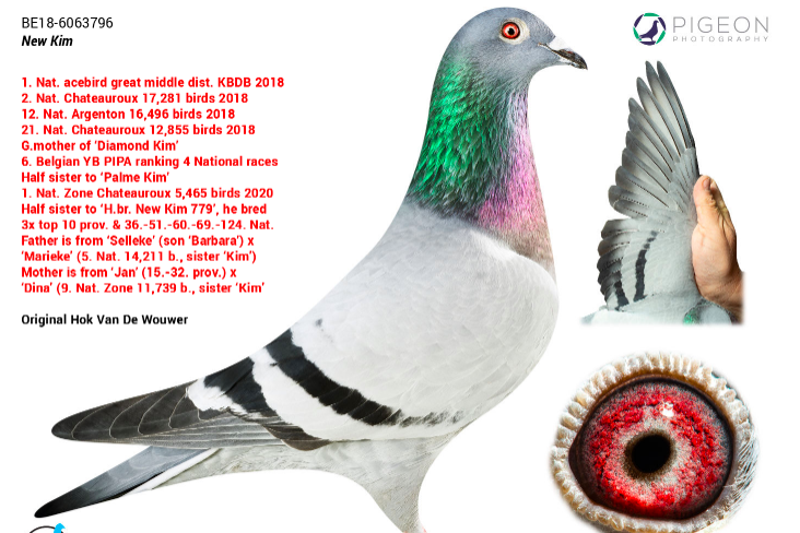 比利時賽鴿「New Kim」將成為有史以來最貴賽鴿，預計會拍出近120萬英鎊價格。圖／截自PIPA網站