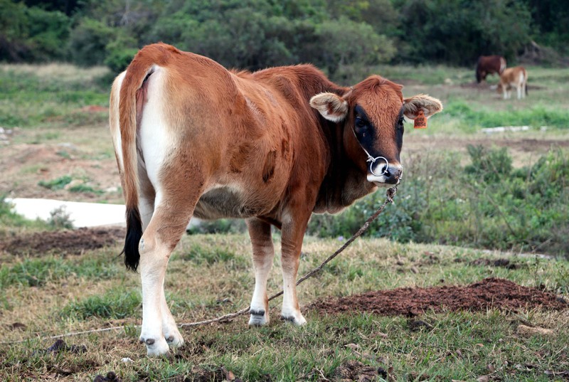 金門業者表示，金門酒糟牛品質口感可媲美日本和牛，堪稱是國產和牛。圖／聯合報系資料照片
