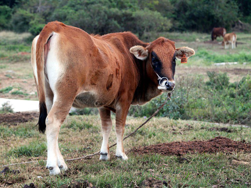 金門業者表示，金門酒糟牛品質口感可媲美日本和牛，堪稱是國產和牛。圖／聯合報系資料照片