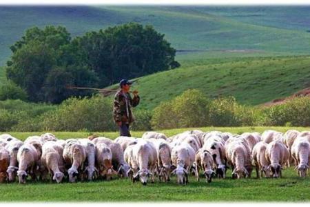 蒙古國贈送中國的3萬隻羊首批4000隻已進入大陸。圖／取自百度