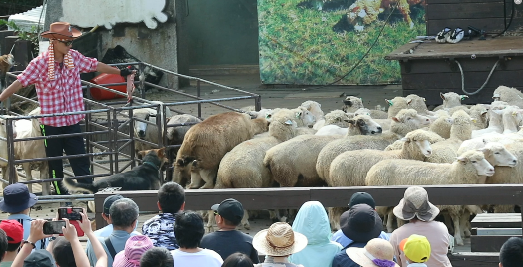 清境農場週末的「綿羊秀」是由「牧羊犬趕羊」以及「剃羊毛」兩個橋段組成。圖片／鳥語...