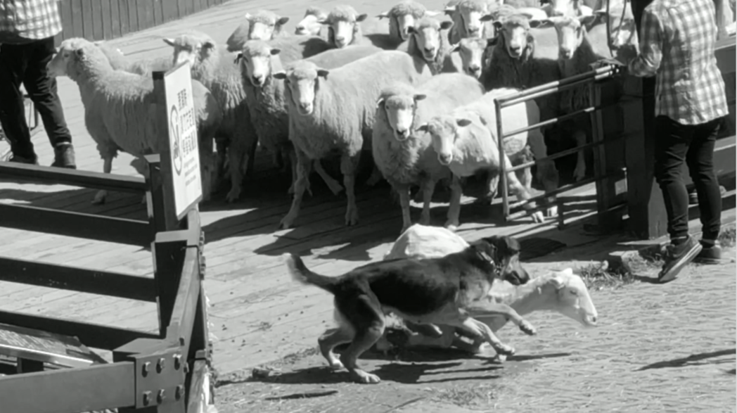 田調期間，研究員多次看見牧羊犬趕羊，迫使羊群不斷推擠、衝撞，甚至有羊跛腳了也在表...
