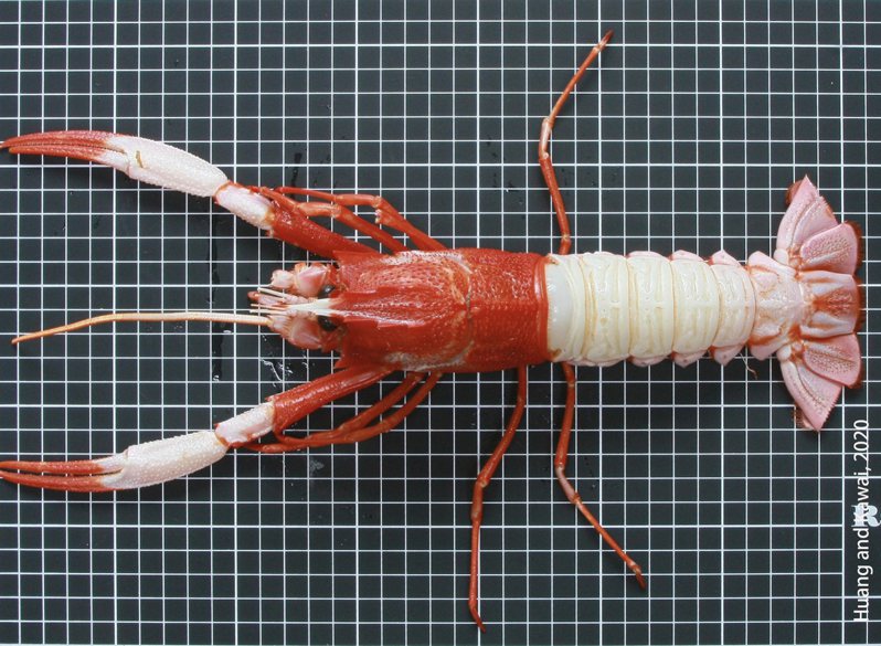 台灣新增發現物種「海神後海螯蝦」。圖／台南大學提供