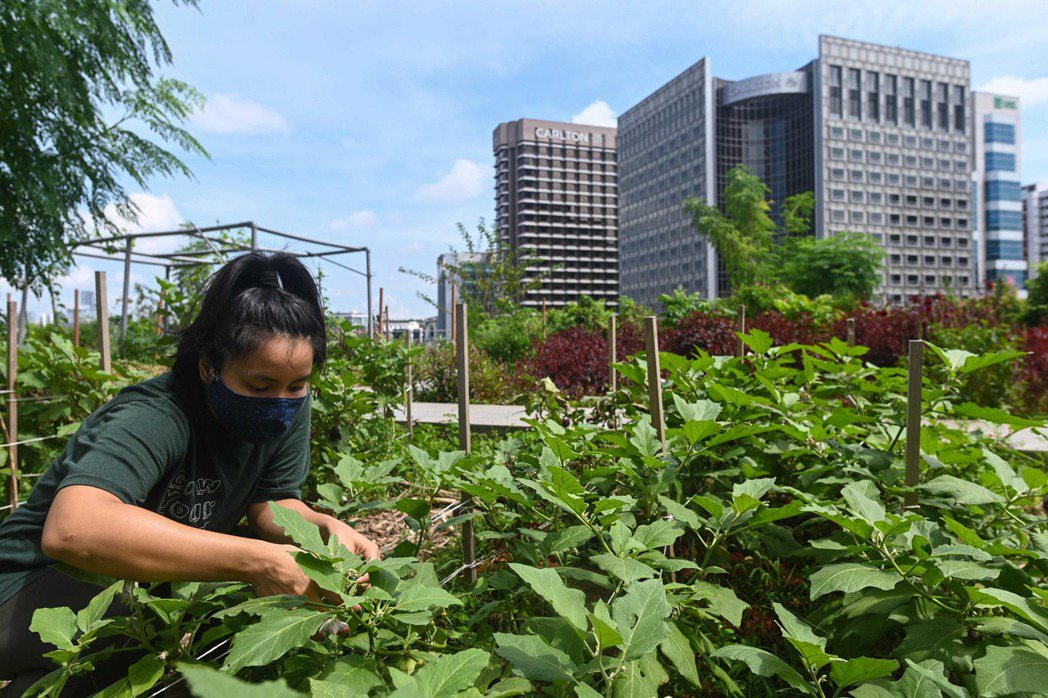 新加坡的綠化覆蓋率約達 50%，是亞洲著名的花園城市。圖為新加坡一名工作人員在一...