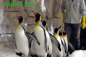 為強健體魄，國王企鵝在每年4到5月的換羽季節都會進行「晨走特訓」。圖／台北市立動物園提供