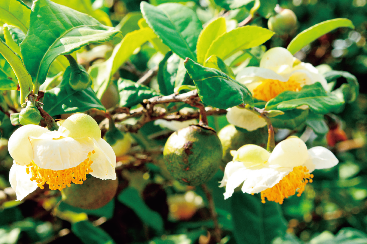 茶樹的葉子、花朵與果實都很接近山茶花。
