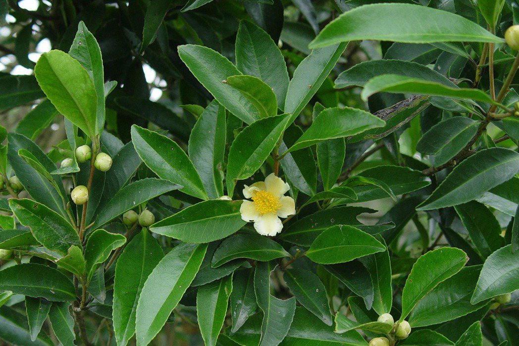 中國學者張宏達曾以為Henry123是未命名的新種，便以「台灣石筆木」的名稱發表，後來成了無效的學名。 圖／台北植物園提供，陳建帆攝。