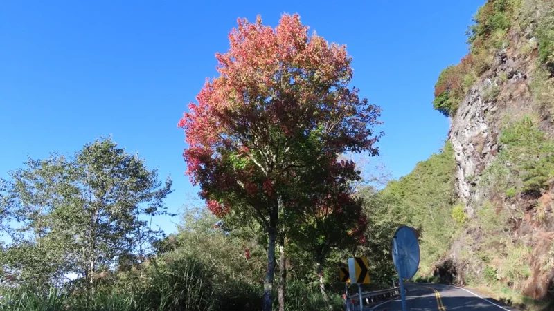 三角楓，青楓，台灣紅榨槭轉楓紅，秋季限定美景動人。 圖／蘇家弘提供