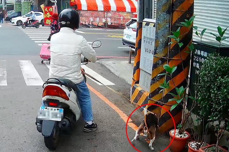 遛狗留便造成環境骯亂，台北、台中祭出高比率的檢舉獎金，鼓勵全民來檢舉。圖／台中市環保局提供