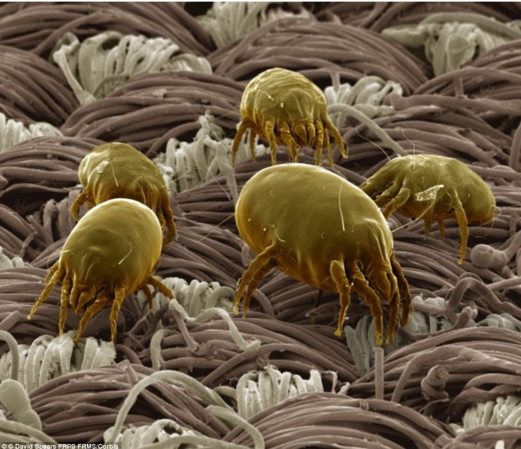 你的枕頭平均有350,000隻细菌與你共枕眠 圖／黃軒醫生網頁資料照片